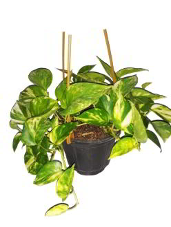 فروش پتوس طلایی ابلق آویز